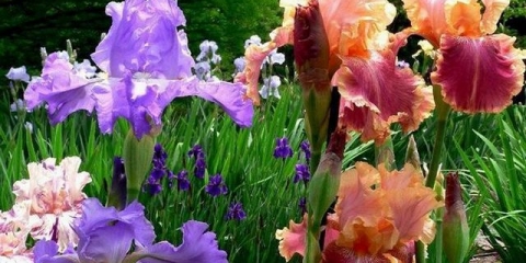 Kada presaditi perunike nakon cvatnje